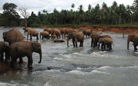 HONEYMOON DESTINATION: SRI LANKA, THE PEARL OF THE INDIAN OCEAN