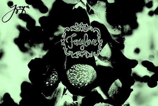 GET LOST IN THE ALLURE OF FOXGLOVE