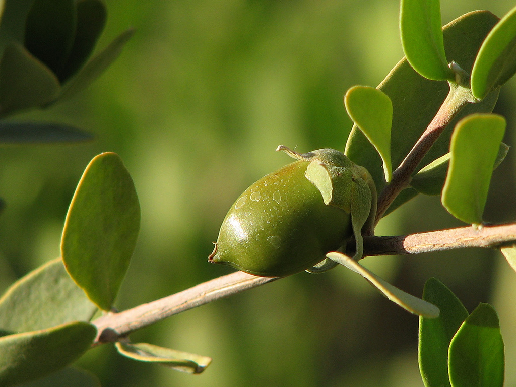 GIVEAWAY: THE JOJOBA COMPANY’S NEW 100% JOJOBA + ROSEHIP OIL