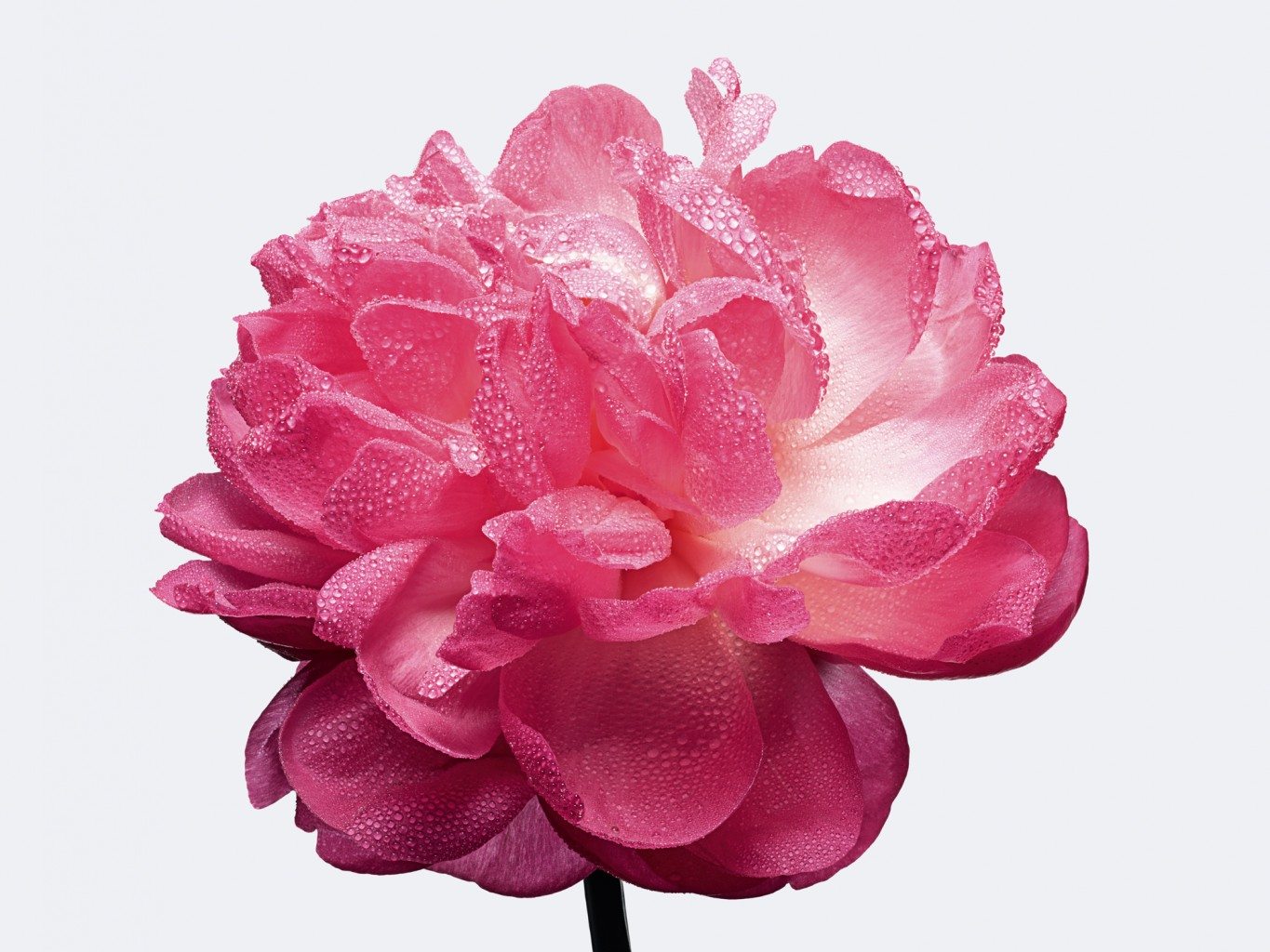 MISS DIOR RELEASE ABSOLUTELY BLOOMING