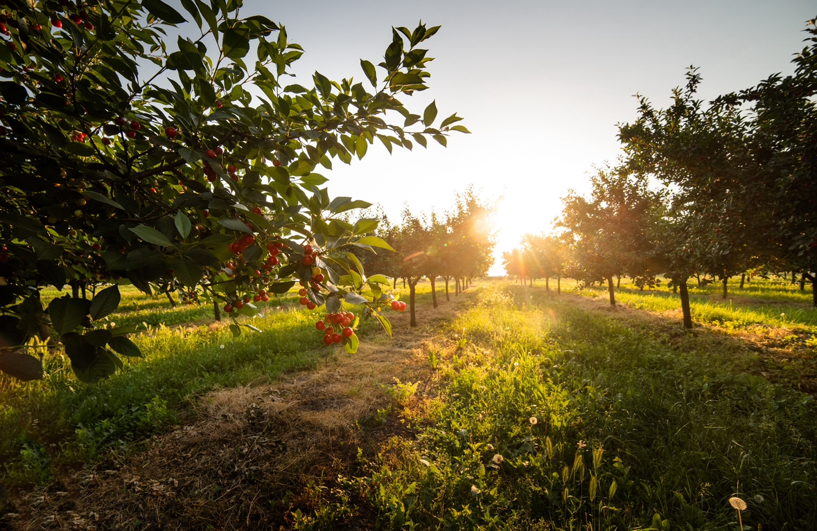 GET READY FOR THE VICTORIAN CHERRY SEASON – A JUICY ADVENTURE AWAITS